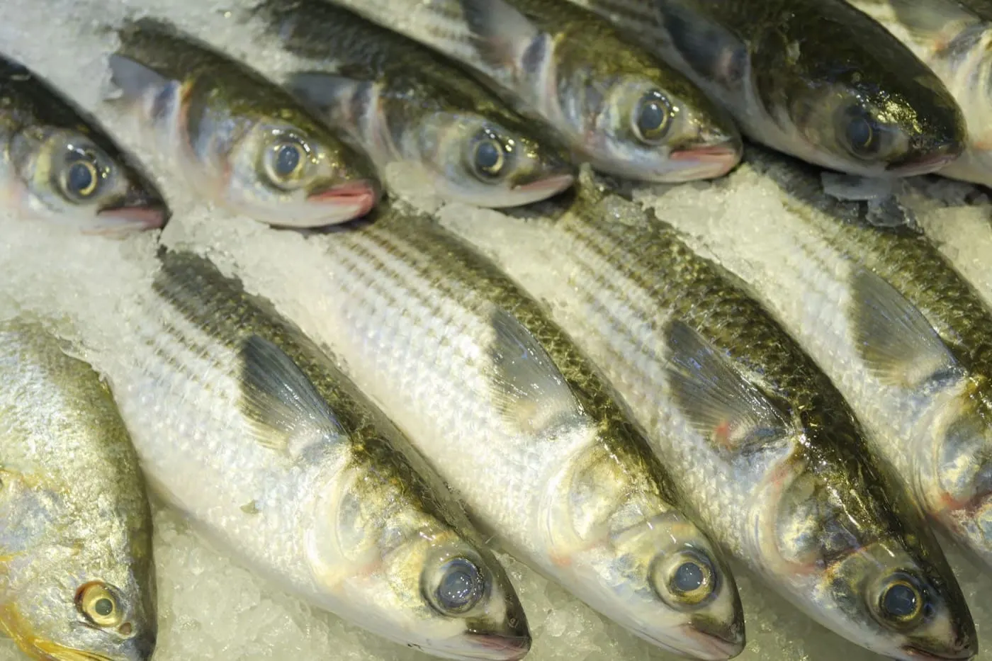 Il pesce fresco sul ghiaccio